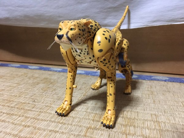 MP 34 Cheetor In Hand Pictures Of Beast Wars Masterpiece Figure 02 (2 of 23)
